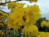 Rain Tree Plant