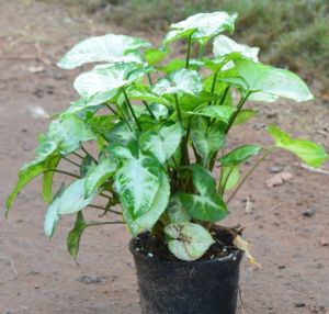 Syngonium White