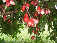 Water Apple Plant