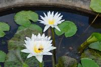 Water lily white Plant