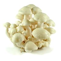 Frozen White Mushroom