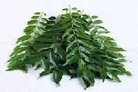 Fresh Curry Leaves