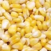 IQF frozen American sweet corn
