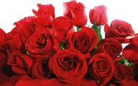 Red Roses