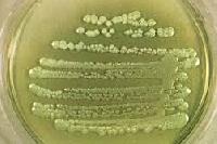 Phosphate Solubilising Bacteria