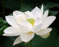 Fresh White Lotus Flowers
