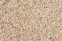 Psyllium Seed Husk