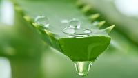 Aloe Vera Drops