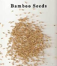 Bamboo Seeds