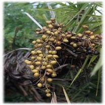 Saw Palmetto