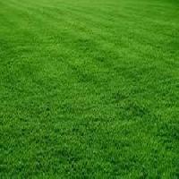 natural taiwan lawn grass