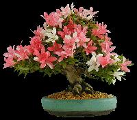 Bonsai Plants