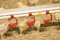 poultry drinking systems