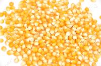 Yellow Maize Seeds