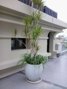 cement round Planters