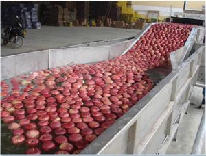 fruit washer