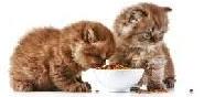 cat food