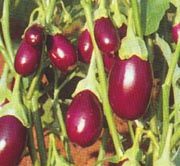 Brinjal or baby Egg Plant