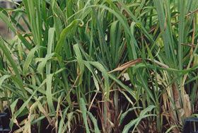Lemon Grass