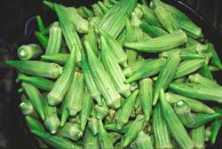 Okra