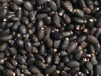 Jatropha Seeds