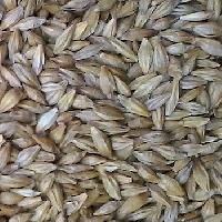 grain seeds