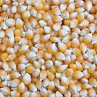 Maize, Yellow Corn