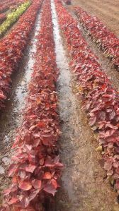 Red Acalypha Plant