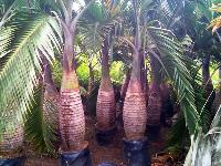 Champion Palm Plant
