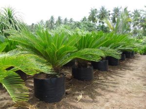 Cycas Revoluta Plant