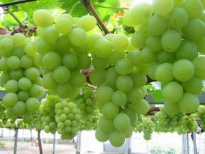 Fresh Grapes