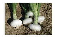 Gaurang Onion Seeds