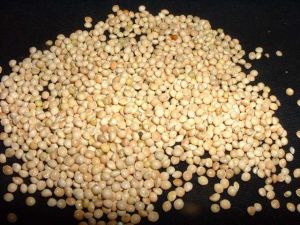 Millet Seeds