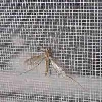 Fiberglass Mosquito Net