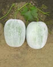 Ash Gourd