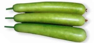 Bottle Gourd