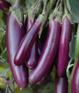 BRINJAL LONG GREEN