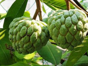 Custard Apple