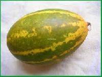 KERALA CUCUMBER