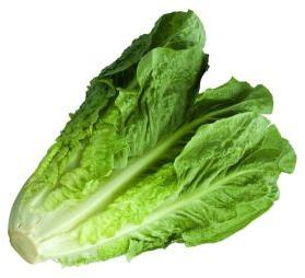 Lettuce