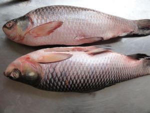 Frozen Rohu Fish