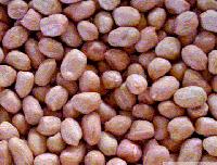 HPS Groundnut Kernels