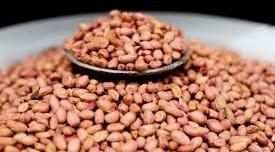 Groundnut