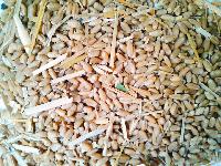 Wheat for Animal Feed