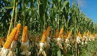 Yellow Corn