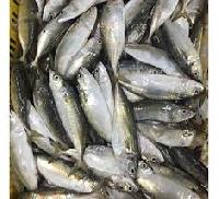 frozen indian mackerels