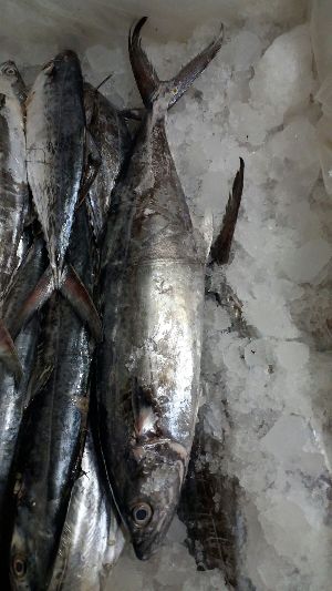 Fresh King Fish