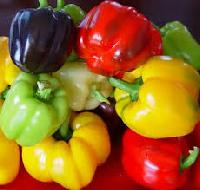 Fresh Capsicum