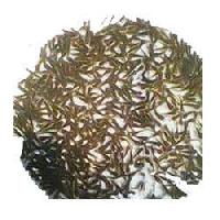 Grass Carp Fish Seeds