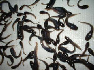 Hybrid Magur Fish Seeds